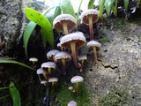 Gymnopilus dilepis image