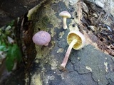 Gymnopilus dilepis image