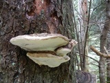 Fomitopsis ochracea image