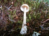 Amanita sect. Vaginatae image