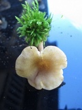 Tricholomopsis sulphurea image
