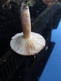 Lactarius quietus image