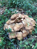 Desarmillaria tabescens image