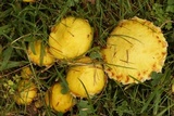 Suillus americanus image