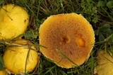 Suillus americanus image