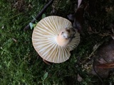 Lactifluus hygrophoroides image