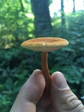 Gyroporus castaneus image