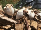 Leucocoprinus cepistipes image