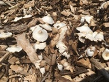 Leucocoprinus cepistipes image