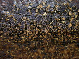 Pisolithus arrhizus image