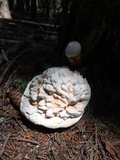 Laetiporus cincinnatus image