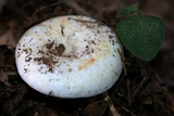 Lactarius piperatus image