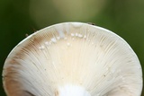 Lactarius piperatus image