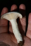 Lactarius piperatus image