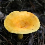 Lactarius volemus image