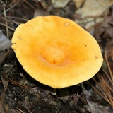 Lactarius volemus image