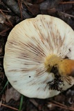 Lactarius volemus image