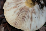 Lactarius volemus image