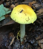 Amanita elongata image