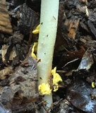 Amanita elongata image
