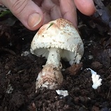 Amanita daucipes image