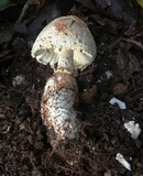 Amanita daucipes image