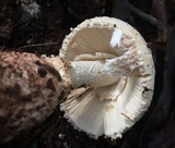 Amanita daucipes image