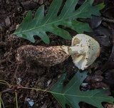 Amanita daucipes image