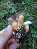 Imleria badia image