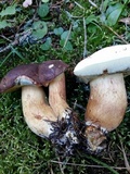Imleria badia image