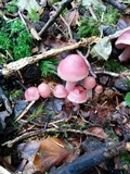 Mycena rosea image