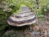 Fomitopsis ochracea image