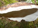 Fomitopsis ochracea image