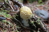 Amanita muscaria var. formosa image