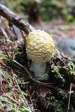 Amanita muscaria var. formosa image