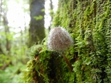 Spinellus fusiger image