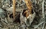 Battarrea phalloides image