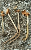 Battarrea phalloides image