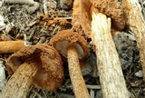 Battarrea phalloides image