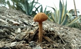 Battarrea phalloides image