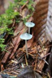 Mycena subcaerulea image
