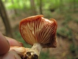 Rhodotus palmatus image