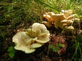 Meripilus sumstinei image