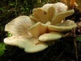 Meripilus sumstinei image