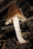 Inocybe renispora image