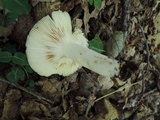 Russula aeruginea image