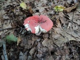 Russula borealis image