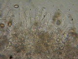 Hebeloma sacchariolens image