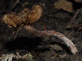 Inocybe renispora image