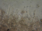 Hebeloma sacchariolens image